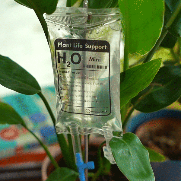 Arrosage automatique plantes d'intérieur : Perfusion H2O pour plantes -  14,95 €